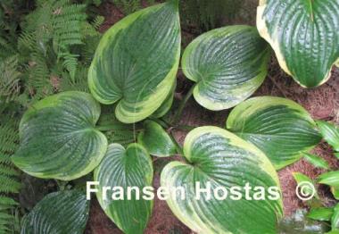 Hosta Spartan Glory