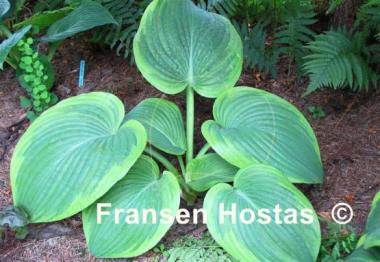 Hosta Spartan Glory
