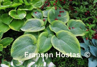 Hosta Spartan Glory