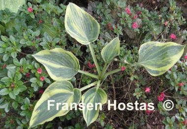 Hosta Special Blend