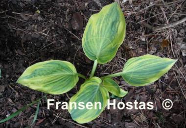 Hosta Special Blend