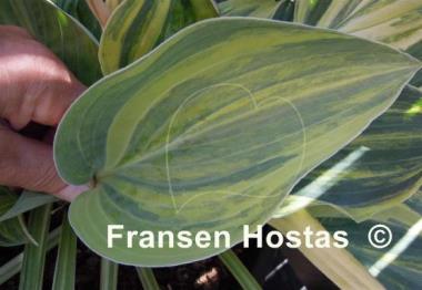 Hosta Special Blend