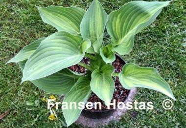 Hosta Special Blend