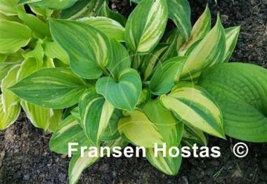 Hosta Special Blend