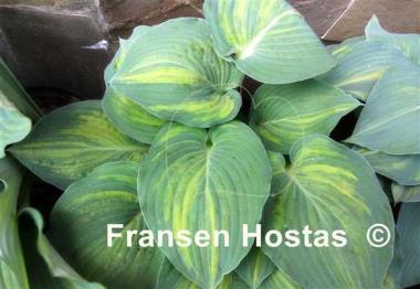 Hosta Special Blend