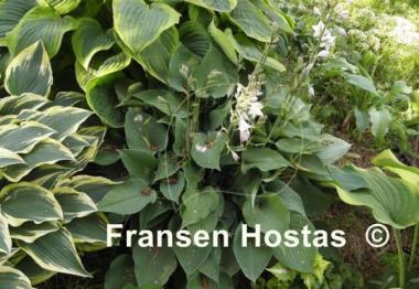Hosta Special Gift