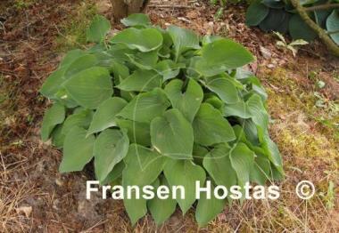 Hosta Special Gift