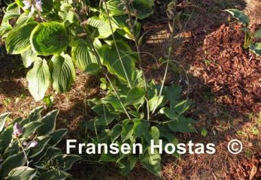 Hosta Special Gift