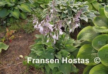Hosta Special Gift