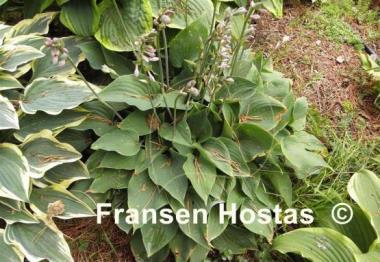 Hosta Special Gift