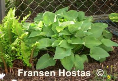 Hosta Special Gift
