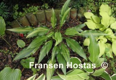 Hosta Spiked Punch