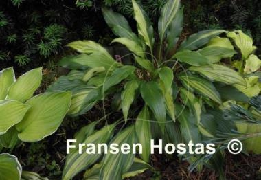 Hosta Spiked Punch