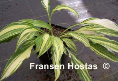 Hosta Spiked Punch