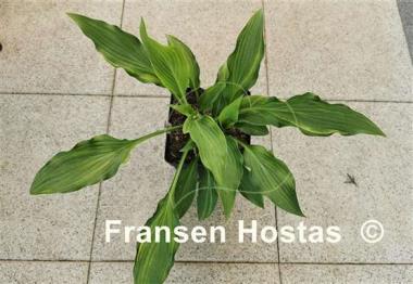 Hosta Spiked Punch