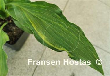 Hosta Spiked Punch