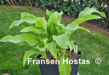 Hosta Spiked Punch