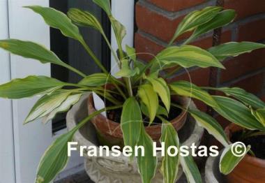 Hosta Spiked Punch