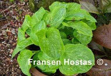 Hosta Spilt Milk