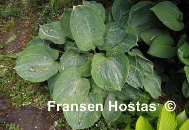Hosta Spilt Milk