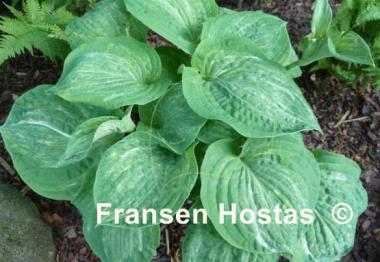 Hosta Spilt Milk