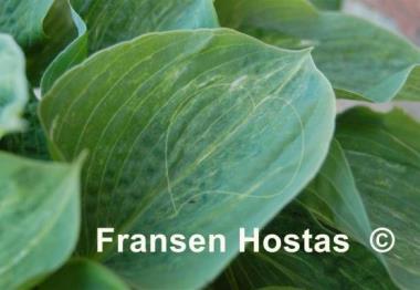 Hosta Spilt Milk