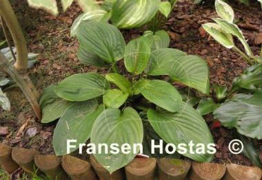 Hosta Spinach Patch