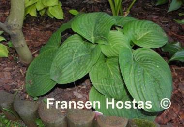 Hosta Spinach Patch