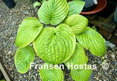 Hosta Spinach Patch