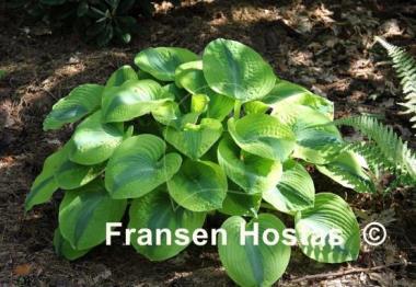 Hosta Spinach Soufflé