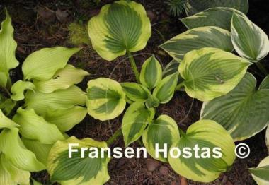 Hosta Spinach Soufflé