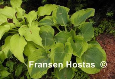 Hosta Spinach Soufflé