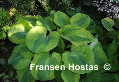 Hosta Spinach Soufflé