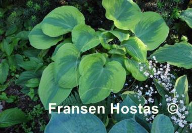 Hosta Spinach Soufflé