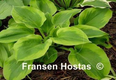 Hosta Spinach Soufflé