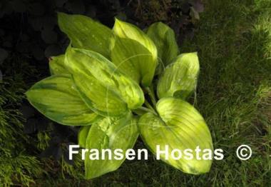 Hosta Spinning Wheel