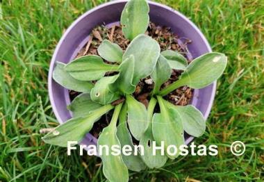 Hosta Spiny Mouse