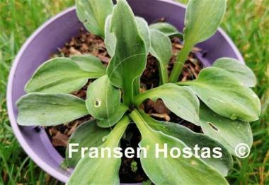 Hosta Spiny Mouse