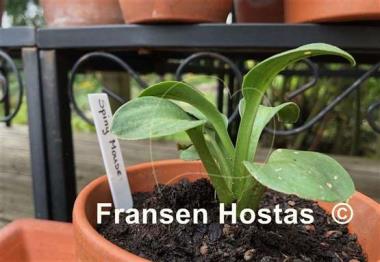 Hosta Spiny Mouse