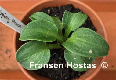 Hosta Spiny Mouse