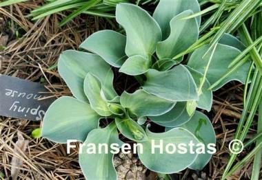 Hosta Spiny Mouse