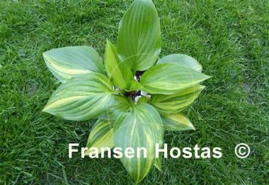 Hosta Splashed Leather