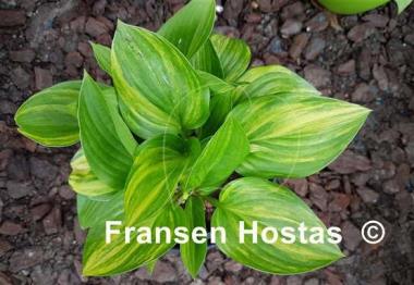 Hosta Splashed Leather