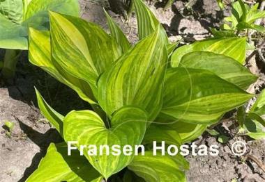 Hosta Splashed Leather