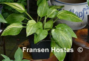 Hosta Splashed Leather