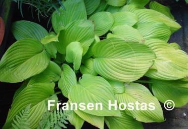 Hosta Spotlight