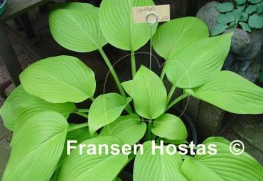 Hosta Spotlight