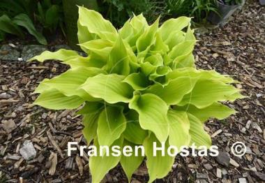 Hosta Spring Break