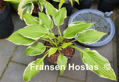 Hosta Spring Break