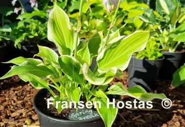 Hosta Spring Break